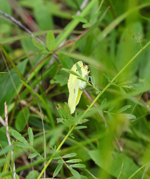 Southern Dogface ovipositing on White Prairie Clover